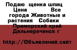 Подаю. щенка шпиц  › Цена ­ 27 000 - Все города Животные и растения » Собаки   . Приморский край,Дальнереченск г.